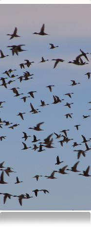 Rutas Madrid BirdWatching Rutas Madrid BirdWatching